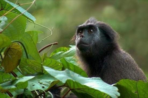 Симіас одноколісний - мешканець ментайських островів Симіас одноколісний - мешканець ментайських островів